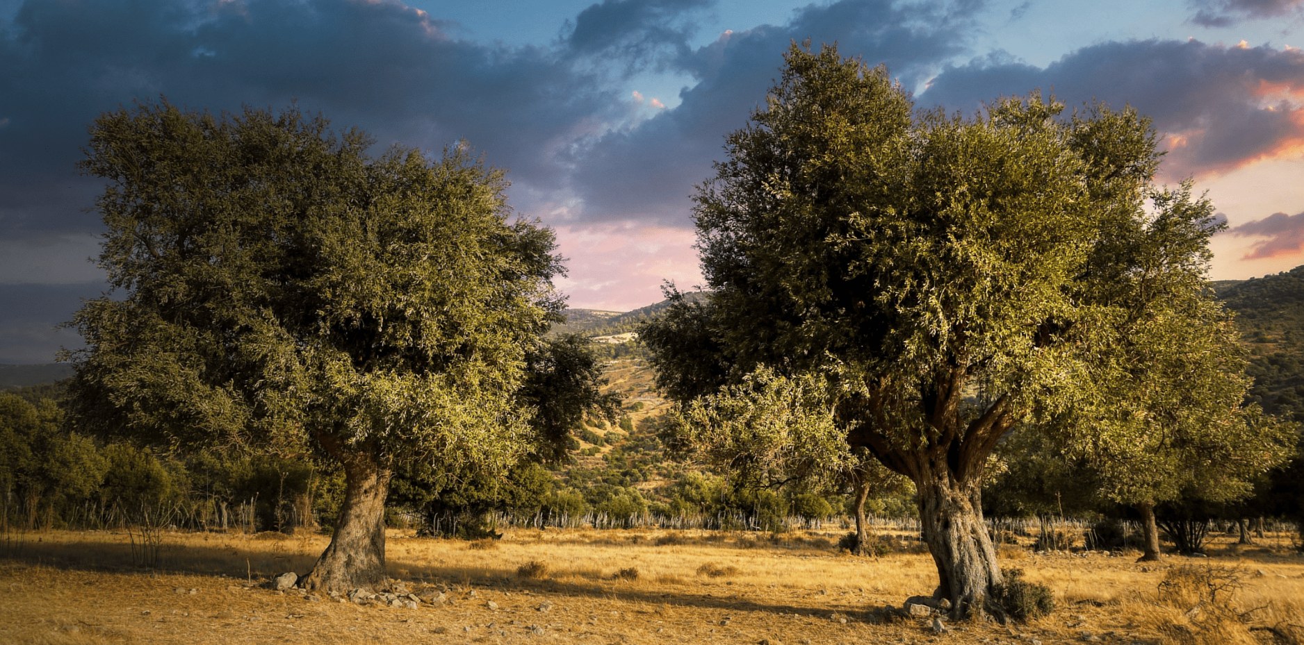 Two ancient olive trees on a golden hillside in Türkiye at sunset